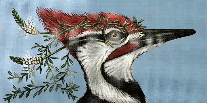 Monocled Woodpecker VS172