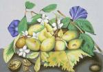 Pears and Morning Glory 1892