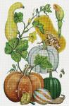Squash MLT440