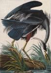 Blue Heron 2160