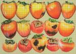 Persimmons 1869