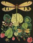 Dragonfly Botanical-Pink Roses 2151-C