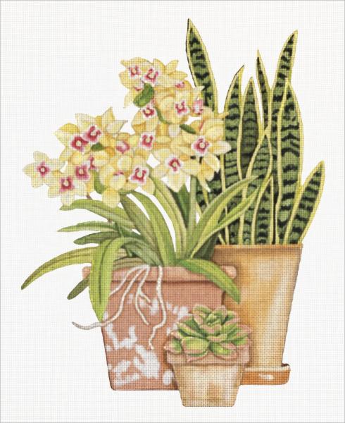 Snake Plant and Succulents MLT749-B