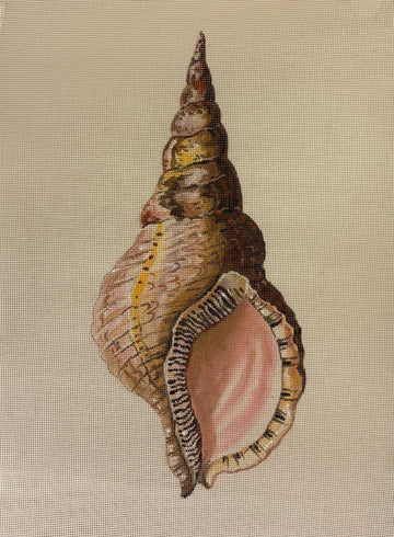 Large Seashell MC520