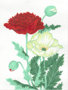 Red And White Poppy C-609