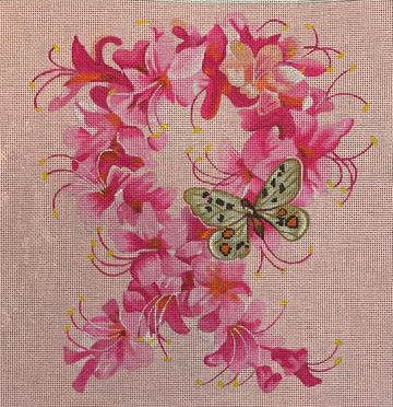 Azalea "Pink Ribbon" FF171