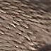 Planet Earth Silk Ply 1100 - 1199