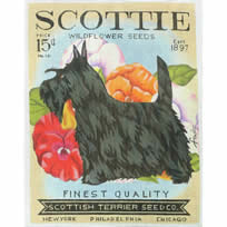 Scottie Seed TC-SF-301-18