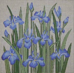 Iris 116