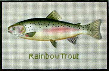 Rainbow Trout  881-B
