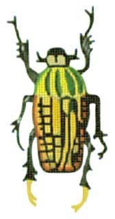 Yellow Black Beetle  1407-D