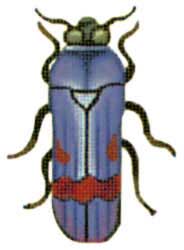 Blue Beetle  1407-C