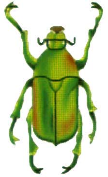 Green Yellow Beetle  1407-B