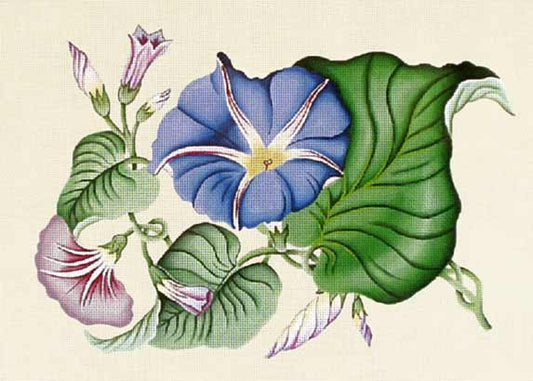 Morning Glory  1520