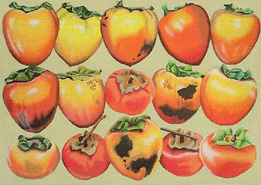 Persimmons  1869