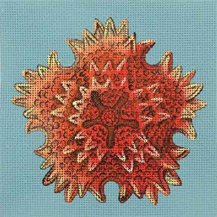 Small Seastar #2  1931-B