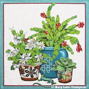 Christmas Cactus  MLT464