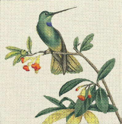 Blue Throat Hummer  2094-A