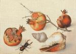 Shells and Pomegranate  2108