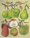 Vintage Pears  2048