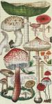 Green Mushrooms  2144-A