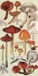 Red Mushrooms  2144-B