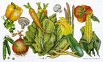 Vegetable Market  MLT396-B