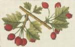 Berry Branch  2167