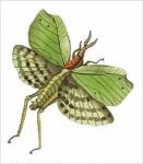 Leaf Preying Mantis  1647-C