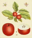Red Apple Botanical  1466-A
