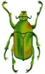 Green Yellow Beetle  1407-B