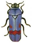 Blue Beetle  1407-C