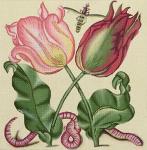 Vintage Tulips  1896