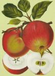 Apples / Red  1304-A