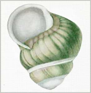 Green Shell - Front  1493-C