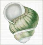Green Shell - Front  1493-C