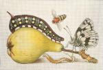 Pear and Caterpillar  1945-C