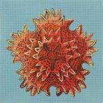 Small Seastar #2  1931-B