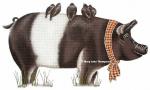 Hampshire Pig  MLT289