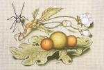 Spider and Citrus  1945-B