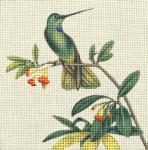 Blue Throat Hummer  2094-A