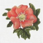 Coral Rose  2262-C
