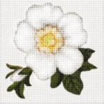 White Rose  2262-D