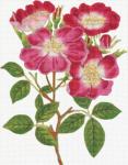 Rock Roses   2296-B
