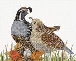 Quails  MLT739
