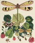 Cream Dragonfly Botanical / Roses  2151-2C