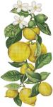 Lemons  2333