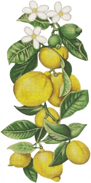 Lemons  2333