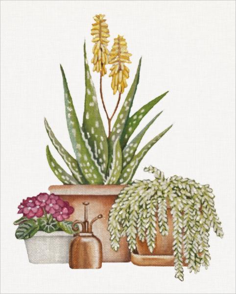 Aloe and Succulents  MLT749-A