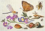 Dragonfly and Shells  1946-B